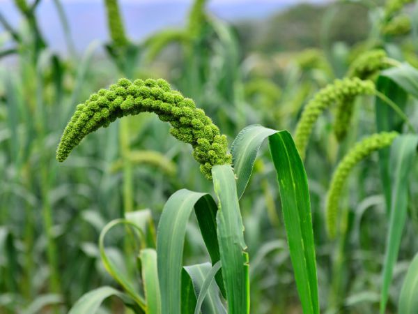 如何使用有機肥--微生物菌肥？